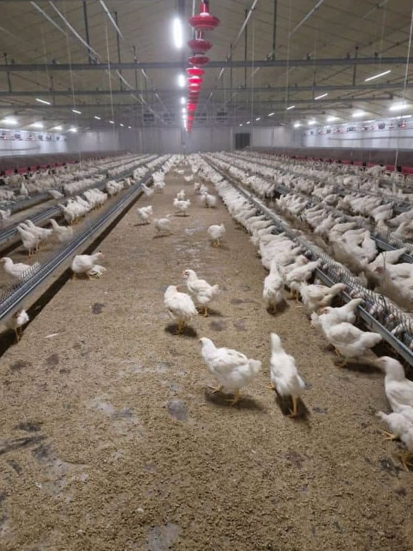 litieres animales poules 1 800x600px optim