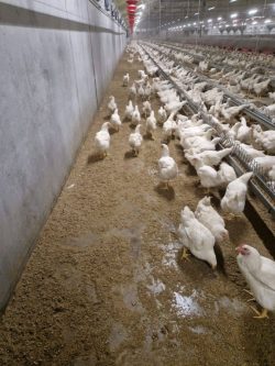 Litières pour animaux img 20260214 wa0007 900px.jpg